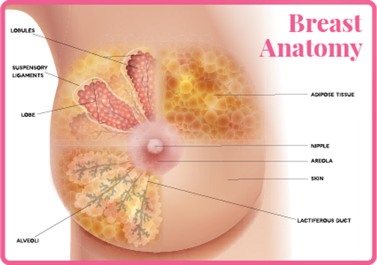 Anthropometric measurements related to shaping of breasts.