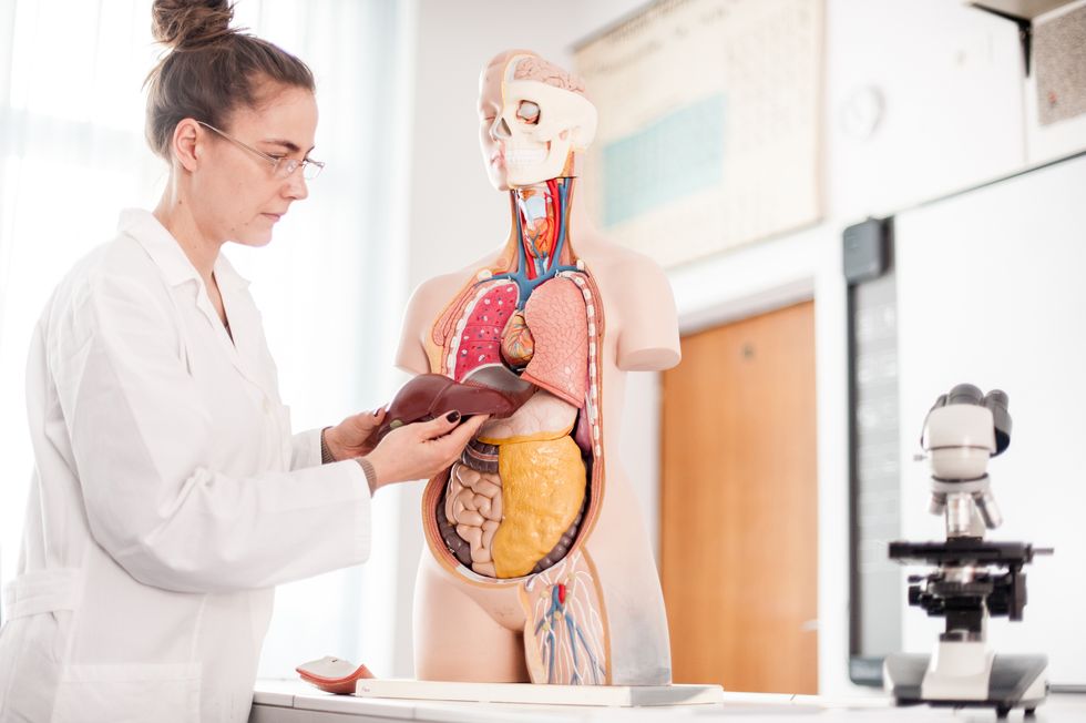 Female Doctor teaching using Anatomical model